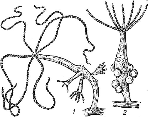 Kraken зеркала gigageek ru