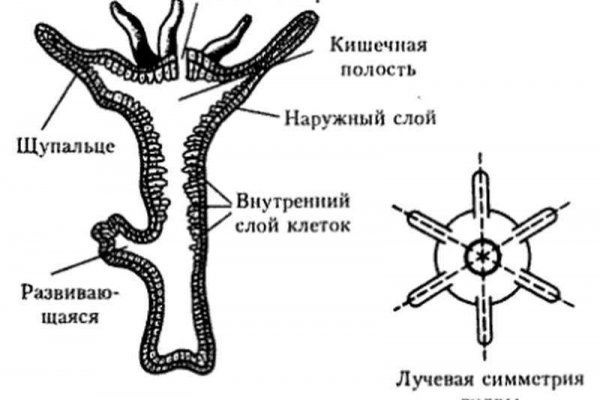 Впн для кракена